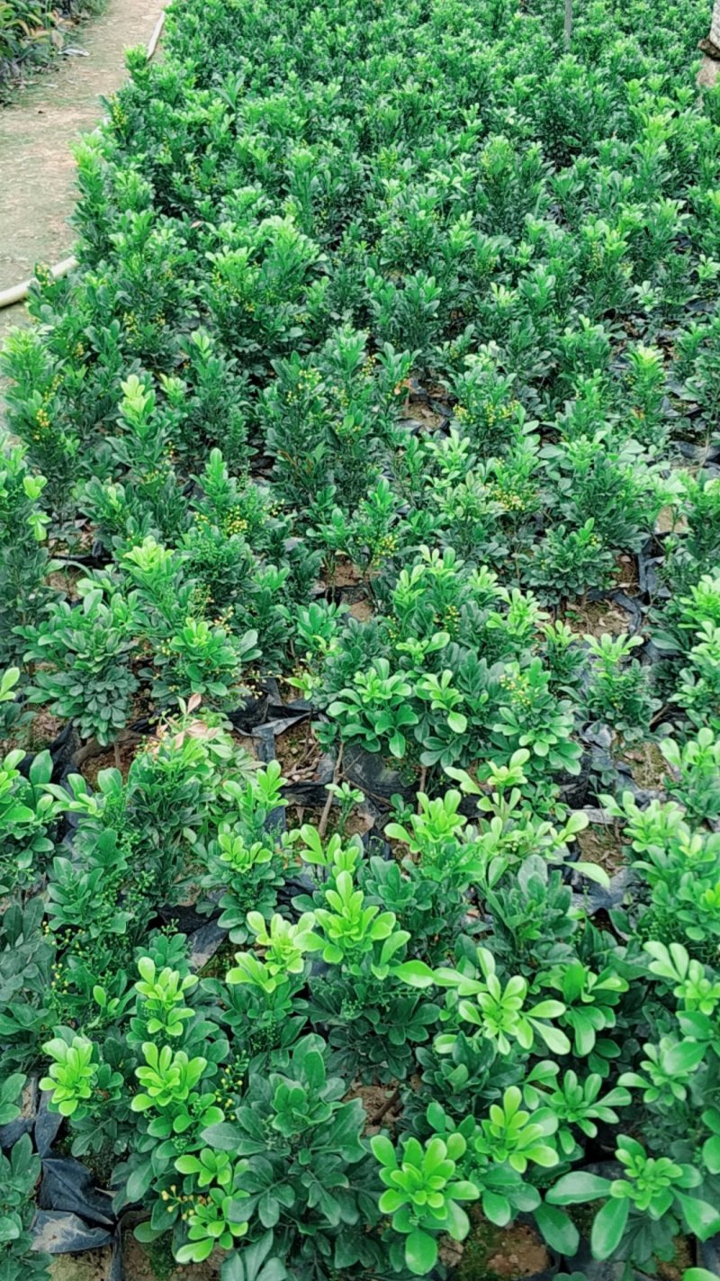 米兰小苗基地直销量大从优
