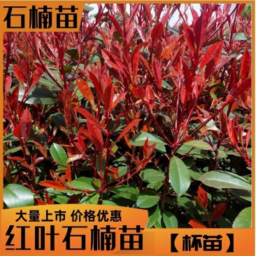 【红叶石楠苗】红叶石楠，红火焰，石楠苗，红罗宾