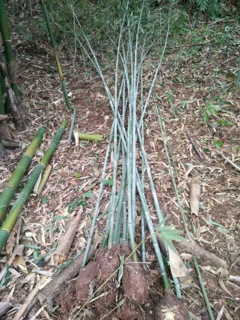刚竹（雅安）一手货源，可以视频看货，产地直销工程苗