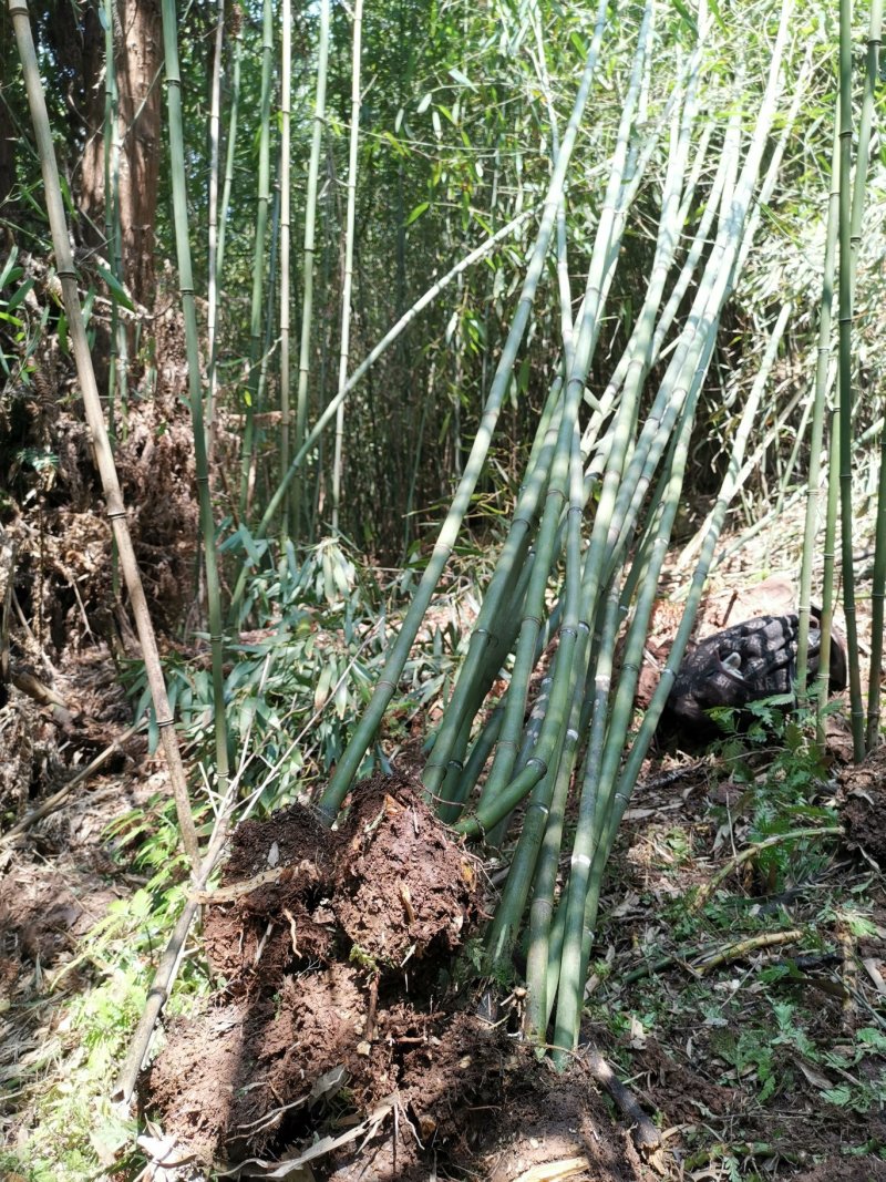 刚竹（雅安）一手货源，可以视频看货，产地直销工程苗