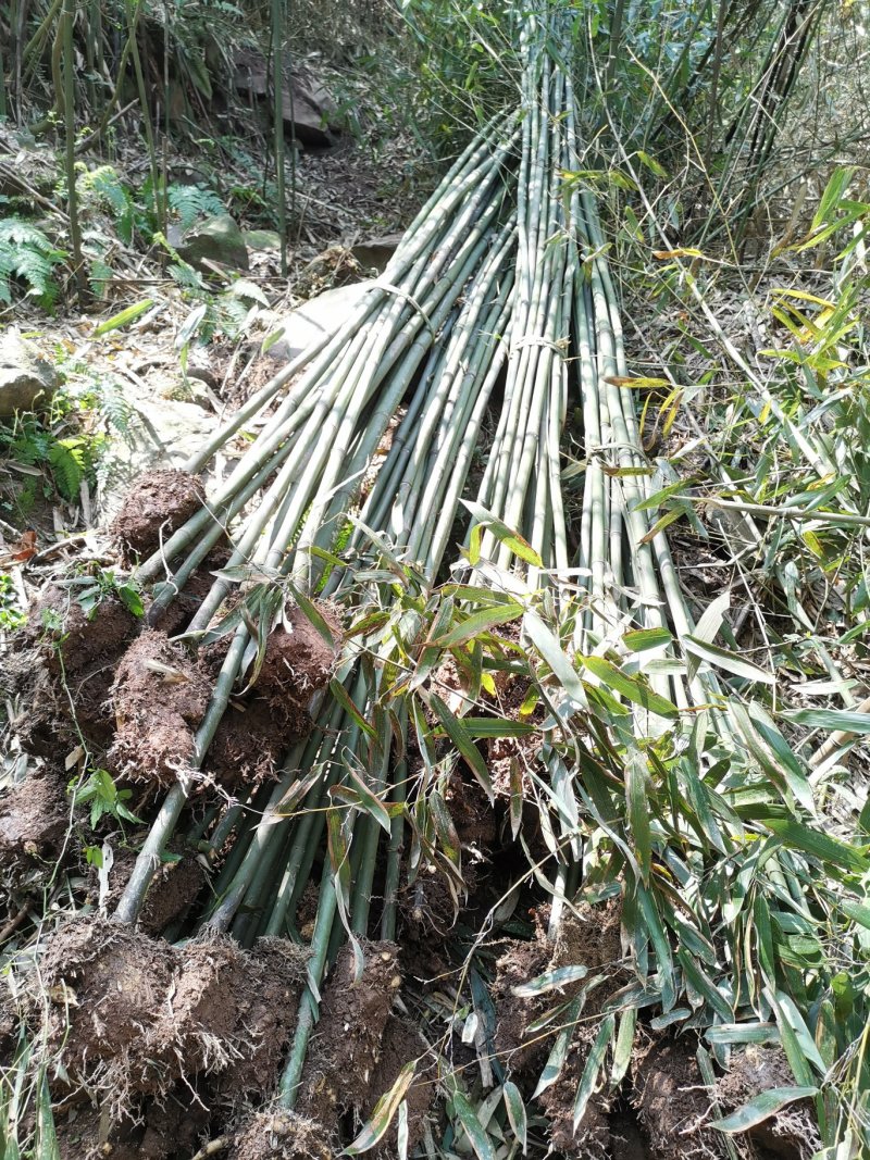 刚竹（雅安）一手货源，可以视频看货，产地直销工程苗