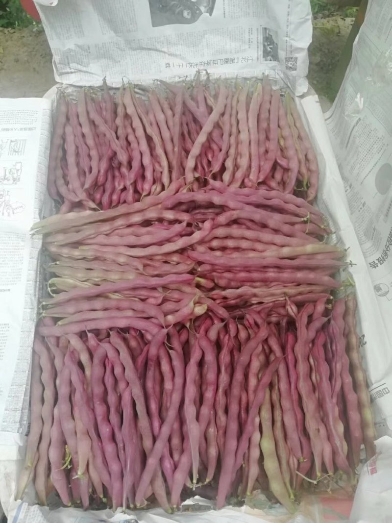 精品红豆