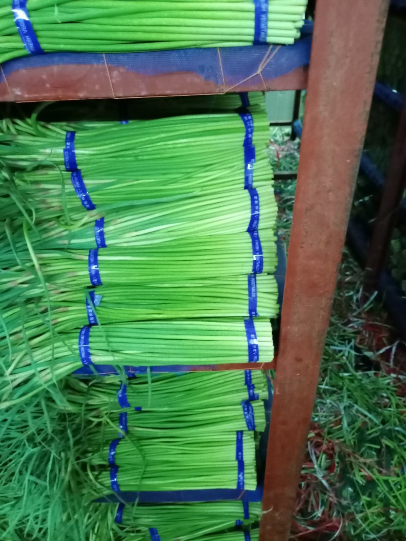 红帽蒜薹，河南红帽蒜薹，大量有货量大从优，价格美丽