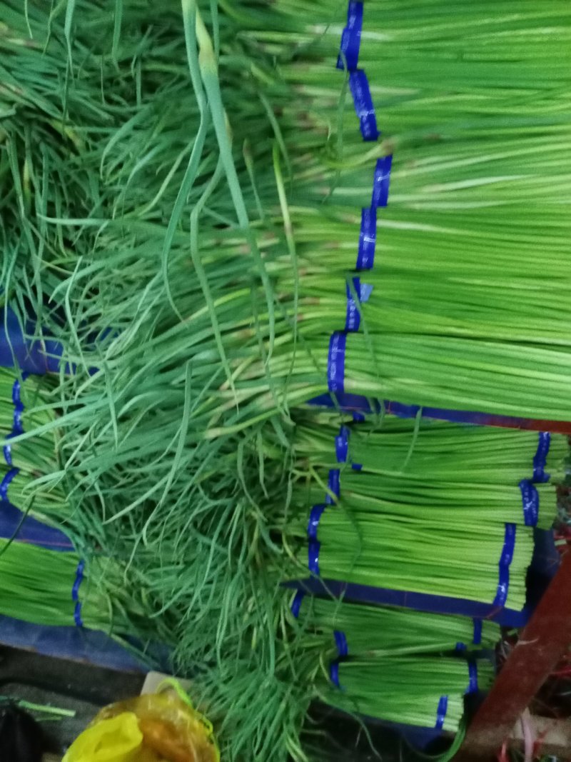 红帽蒜薹，河南红帽蒜薹，大量有货量大从优，价格美丽