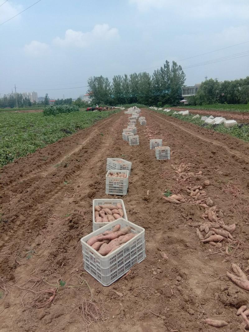 吴氏薯业大量供应龙薯九。