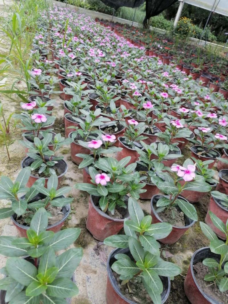 基地直销长春花批发长春花杯苗双色杯