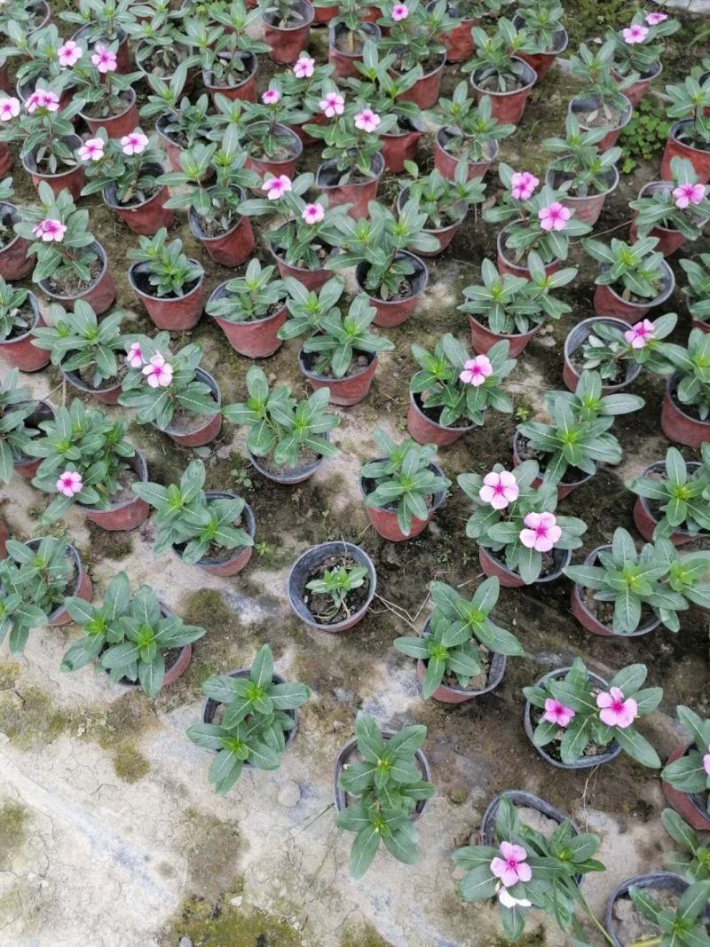 基地直销长春花批发长春花杯苗双色杯