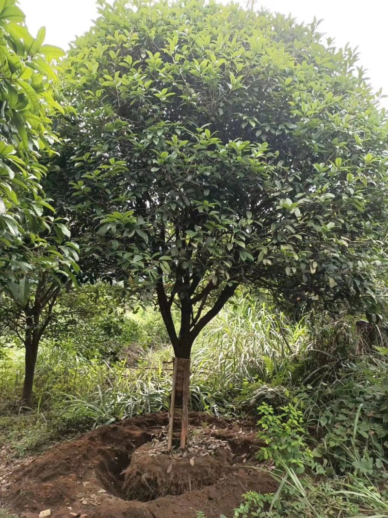 断根桂花树熟货12公分15公分18公分20公分