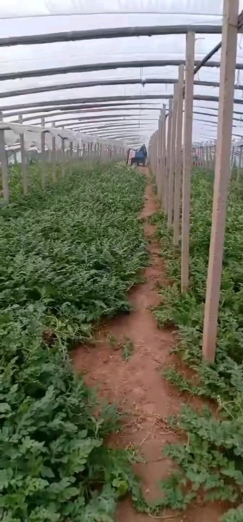 西瓜大量上市了