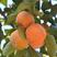 柿子苗日本甜柿基地直销合约购苗南北方可植