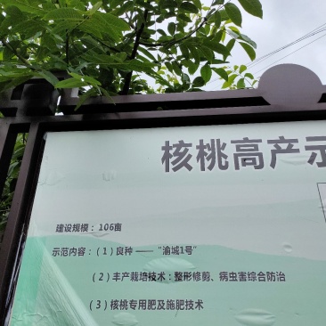 高山核桃今年产量高，可以提前预订，保底十万斤以上。