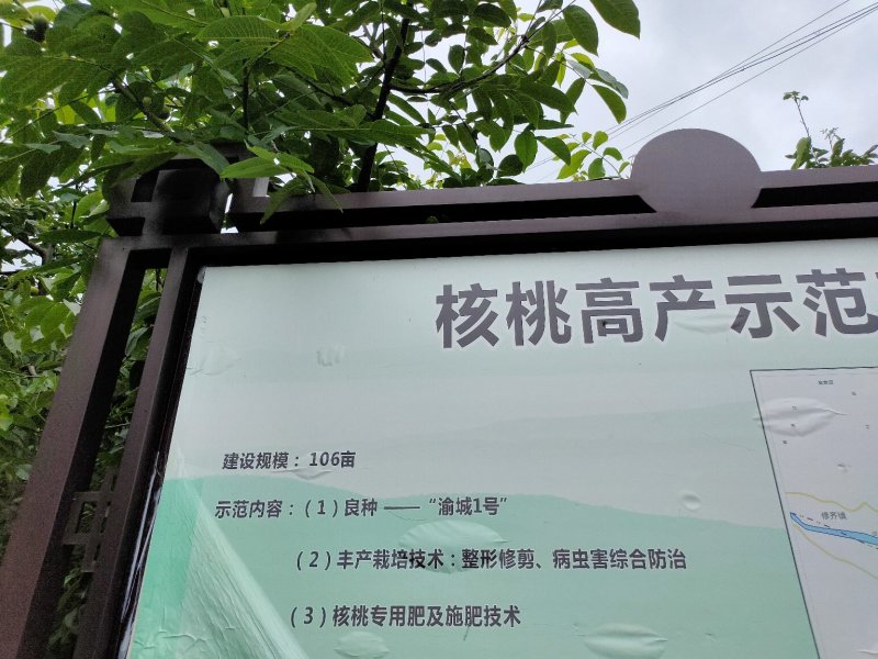 高山核桃今年产量高，可以提前预订，保底十万斤以上。