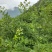 高山核桃今年产量高，可以提前预订，保底十万斤以上。