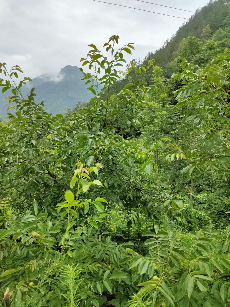 高山核桃今年产量高，可以提前预订，保底十万斤以上。