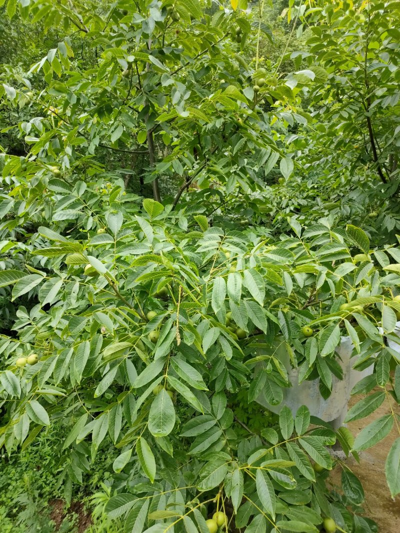 高山核桃今年产量高，可以提前预订，保底十万斤以上。