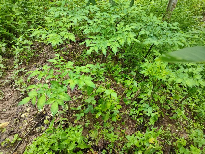 高山核桃今年产量高，可以提前预订，保底十万斤以上。