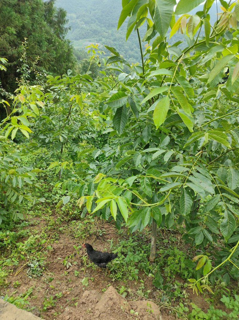 高山核桃今年产量高，可以提前预订，保底十万斤以上。