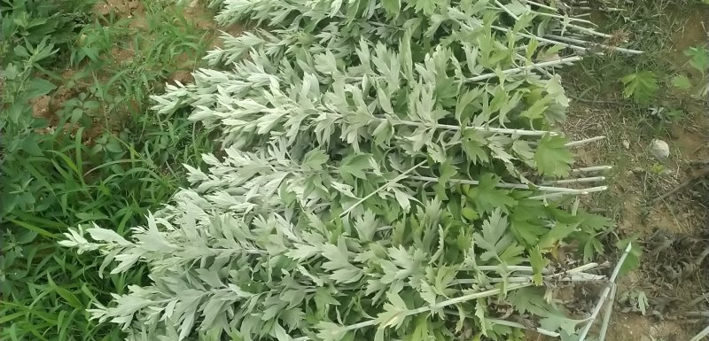 端午节新鲜艾草，菖蒲，按客户要求打包，产地直供，量大从优
