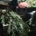端午节新鲜艾草，菖蒲，按客户要求打包，产地直供，量大从优