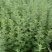 端午节新鲜艾草，菖蒲，按客户要求打包，产地直供，量大从优