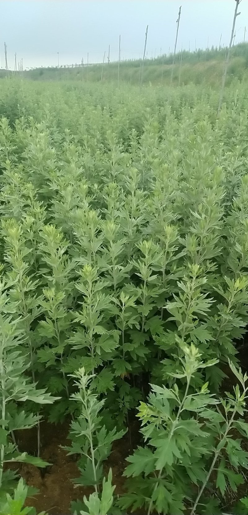 端午节新鲜艾草，菖蒲，按客户要求打包，产地直供，量大从优