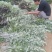 端午节新鲜艾草，菖蒲，按客户要求打包，产地直供，量大从优
