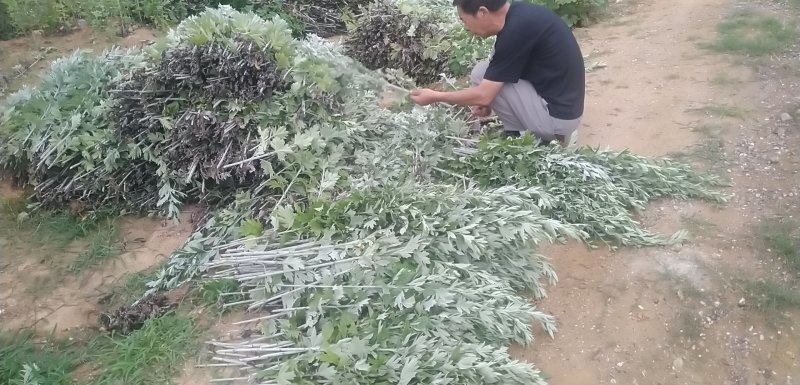 端午节新鲜艾草，菖蒲，按客户要求打包，产地直供，量大从优