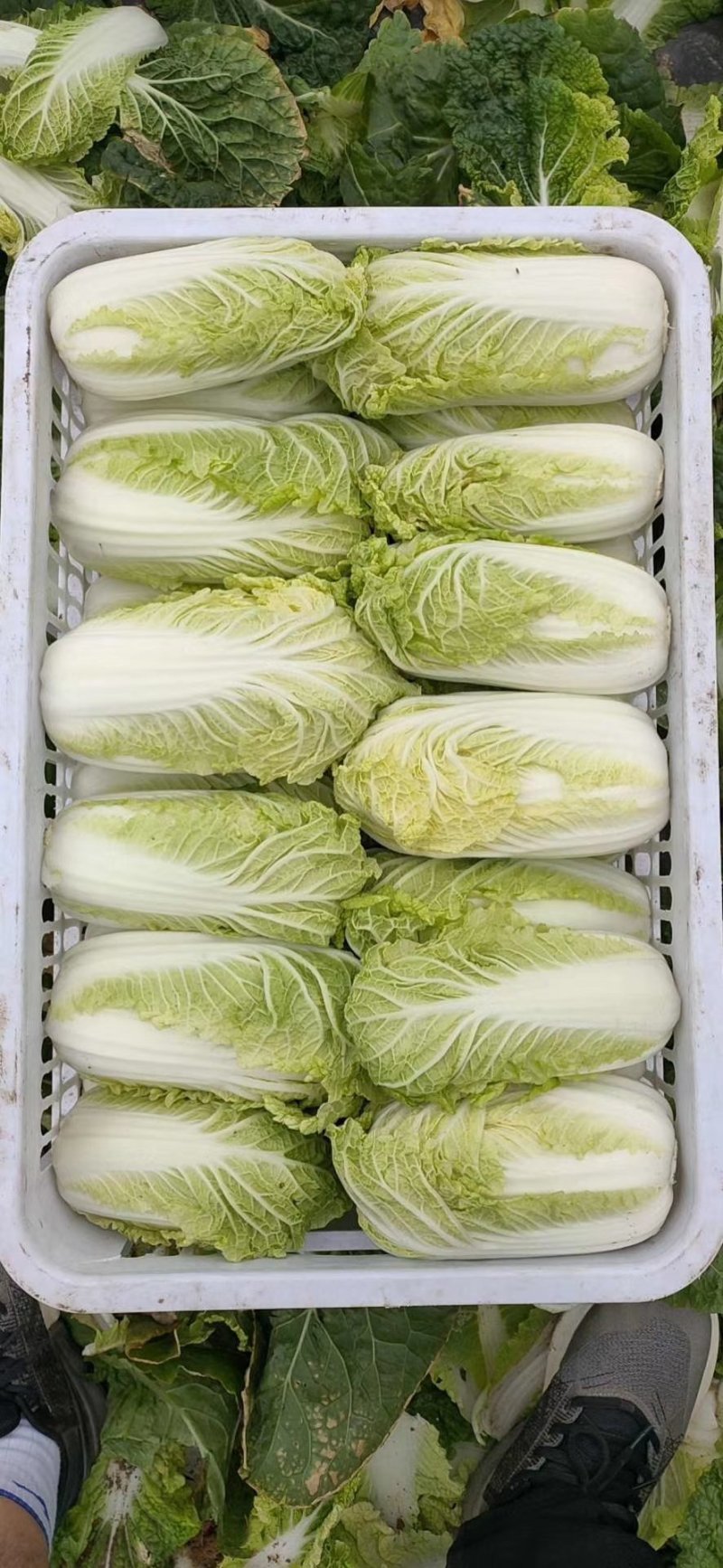 娃娃菜娃娃菜大量上市