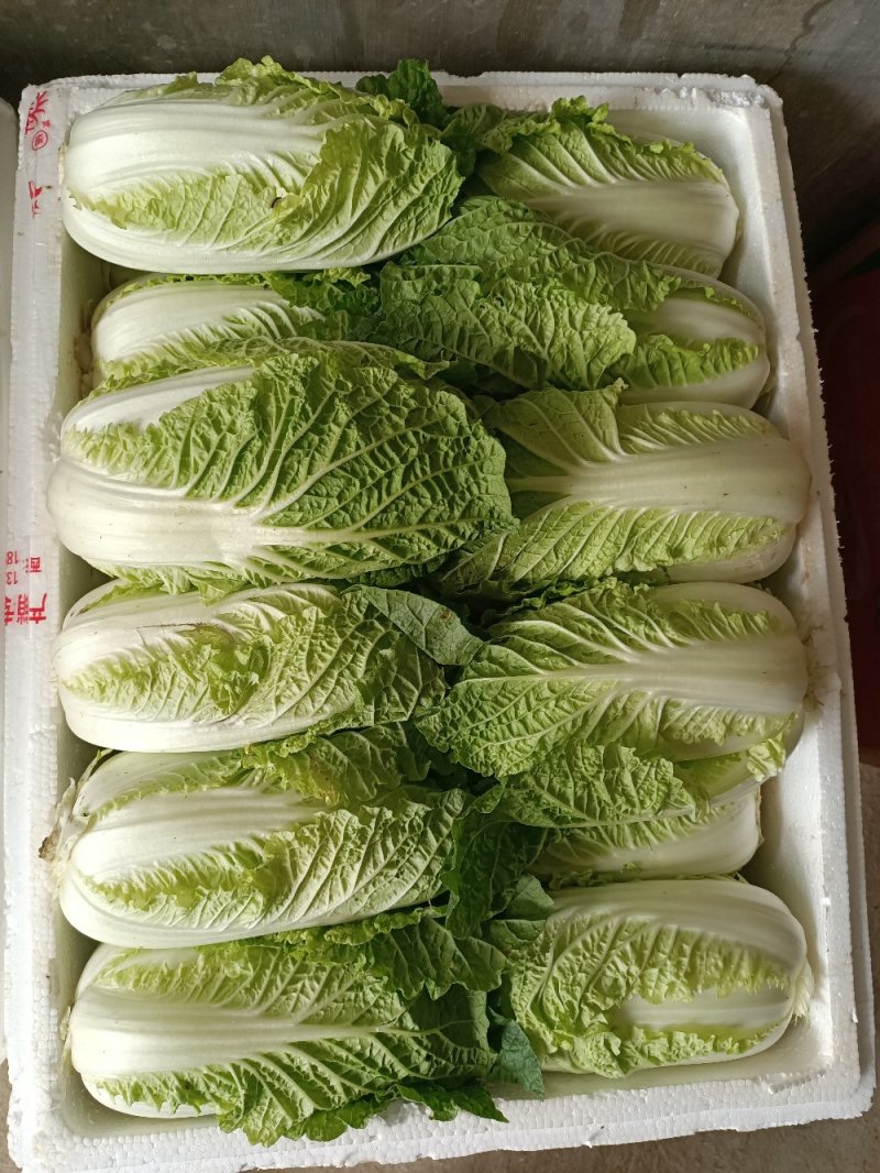 娃娃菜娃娃菜大量上市