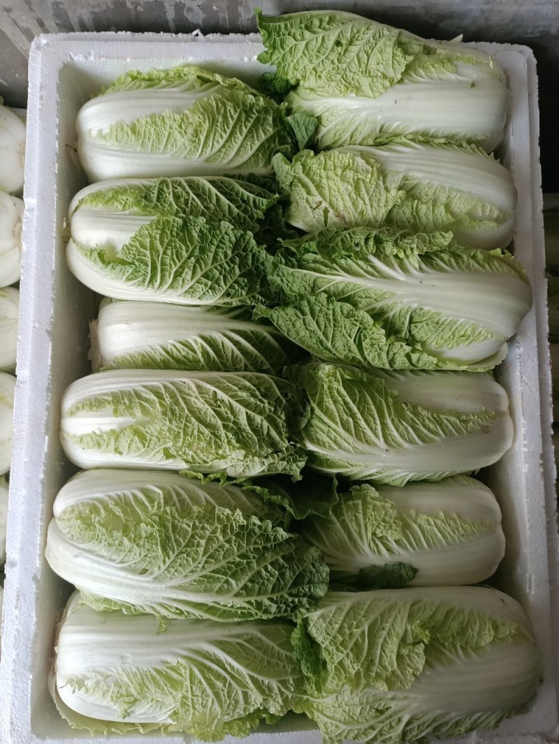 娃娃菜娃娃菜大量上市
