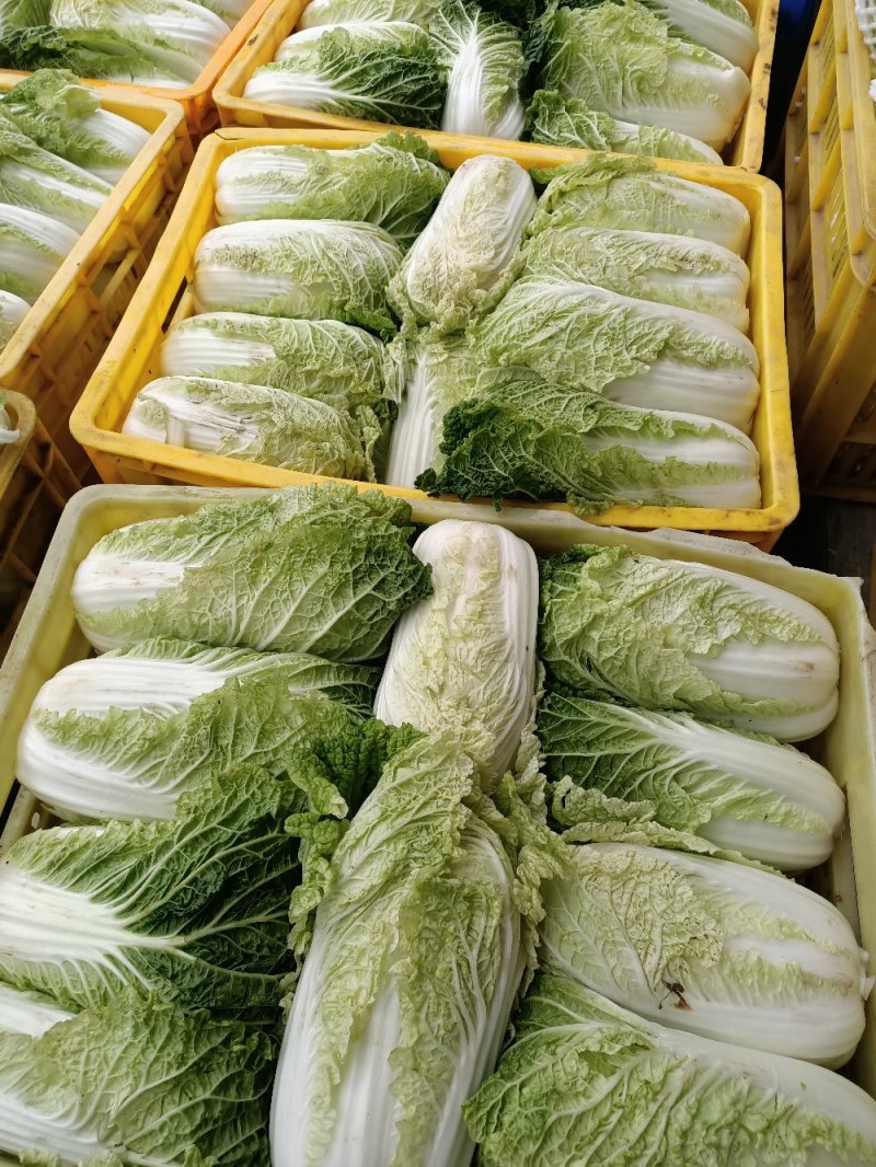 娃娃菜娃娃菜大量上市