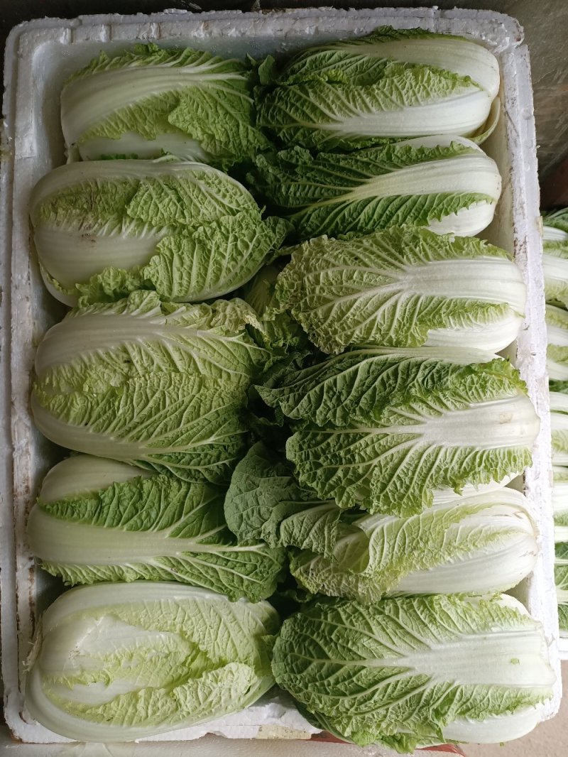娃娃菜娃娃菜大量上市