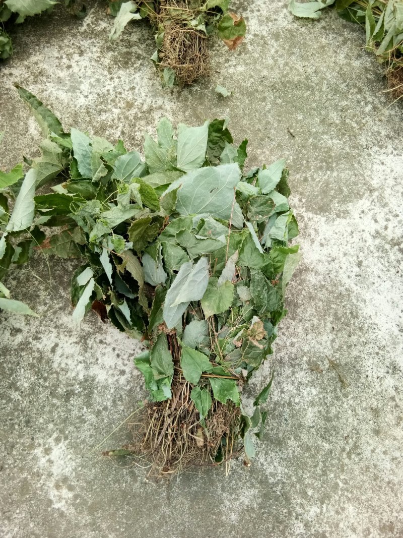 正品柔毛淫羊藿产地直发高含量干度好