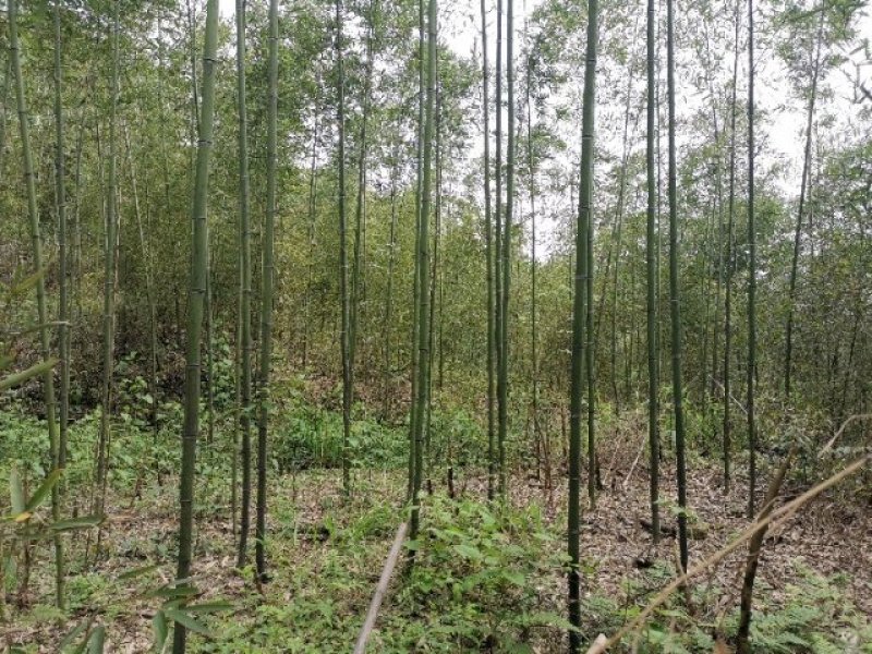 雷竹一手货源，批发处理，支持视频和现场看货