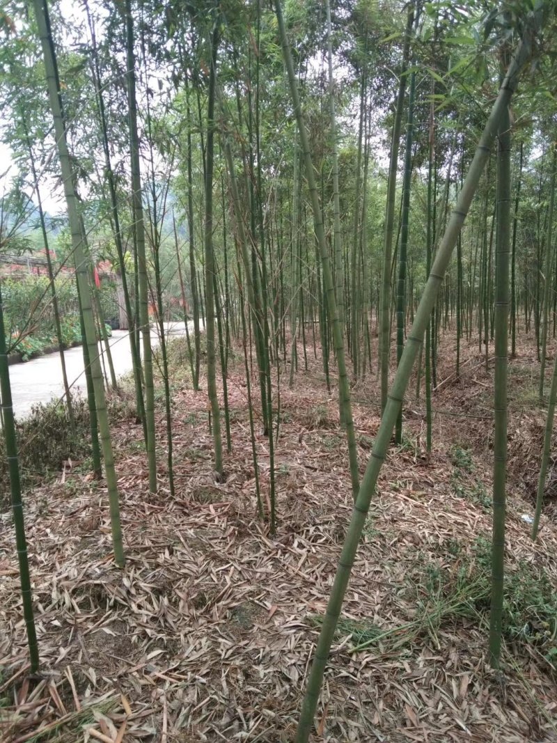 雷竹一手货源，批发处理，支持视频和现场看货