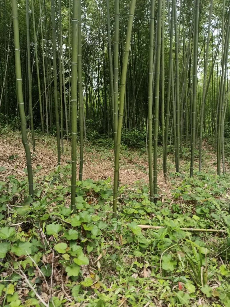 雷竹一手货源，批发处理，支持视频和现场看货