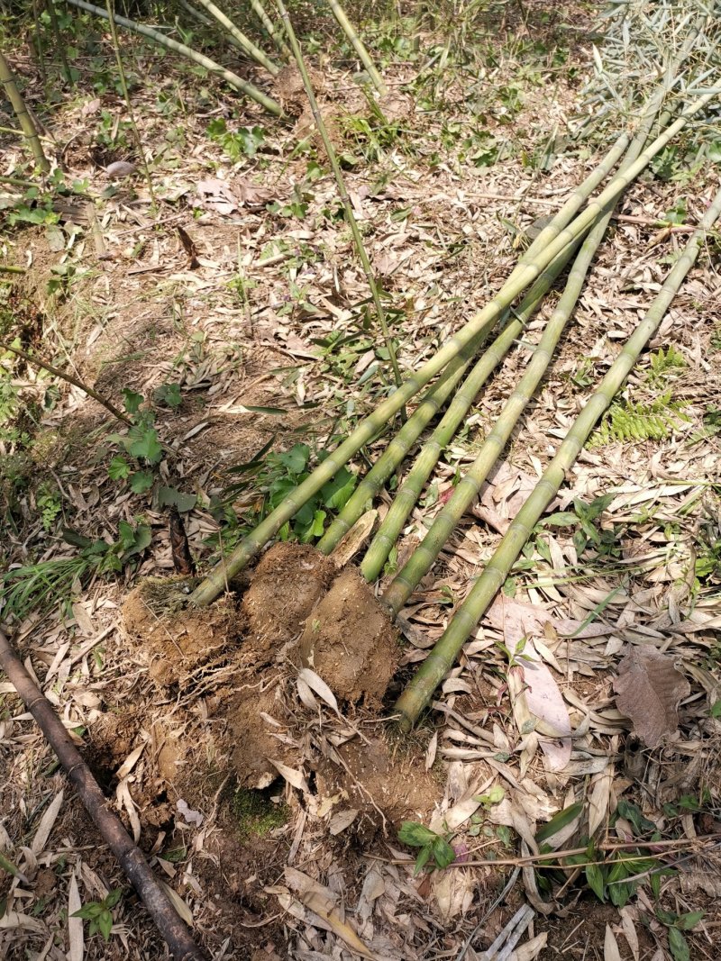 雷竹一手货源，批发处理，支持视频和现场看货