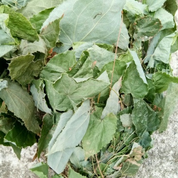 正品柔毛淫羊藿产地直发高含量干度好
