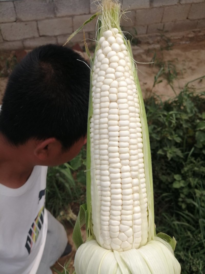 万糯玉米上市，质量好，价格公道，子粒饱满！