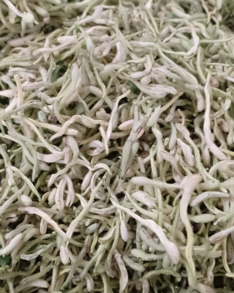 金银花，沂蒙山区里的优质本地草花，产地直发，量大从优