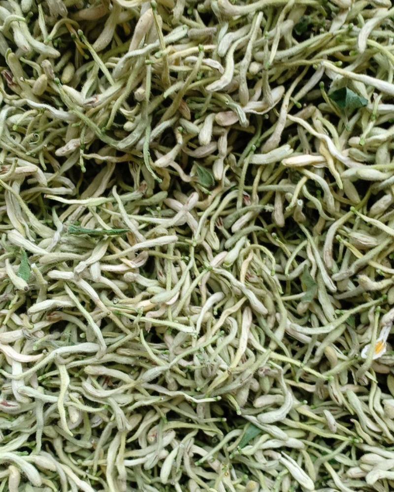 金银花，沂蒙山区里的优质本地草花，产地直发，量大从优