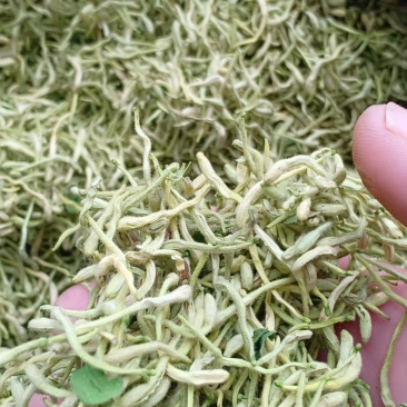 金银花，沂蒙山区里的优质本地草花，产地直发，量大从优