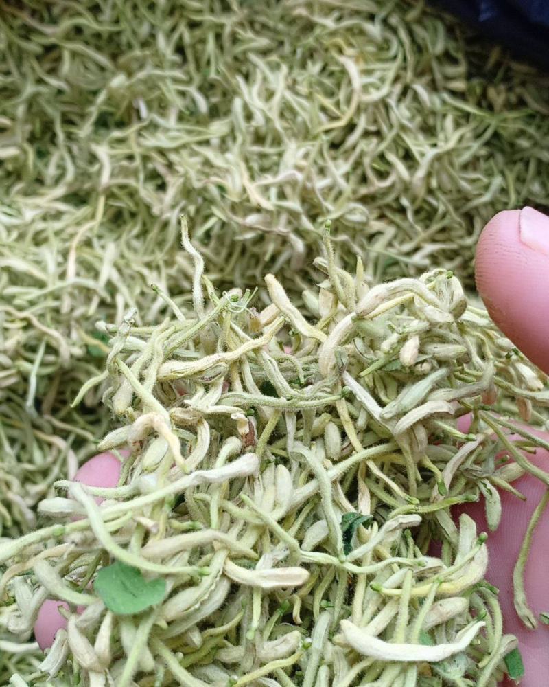 金银花，沂蒙山区里的优质本地草花，产地直发，量大从优