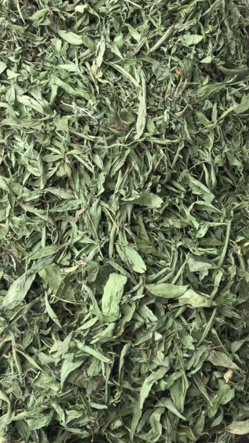 甜叶菊【包邮】三斤起发货可批量可零售量大从优