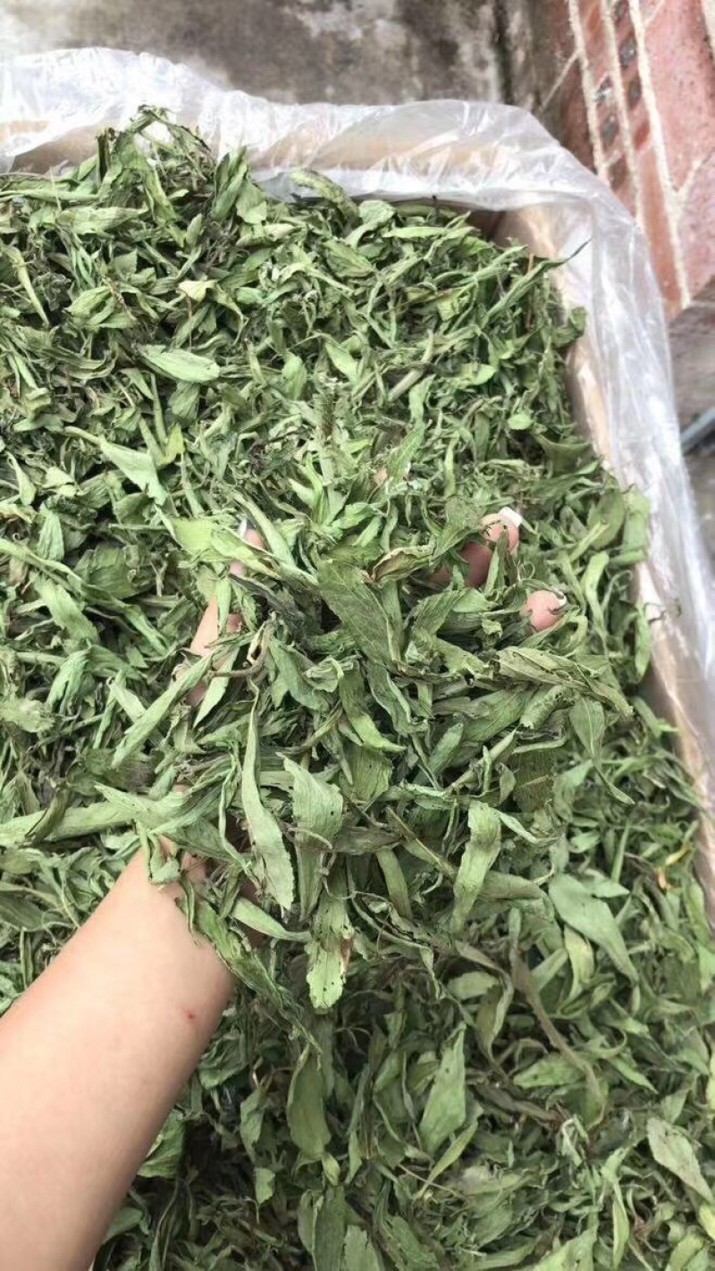 甜叶菊【包邮】三斤起发货可批量可零售量大从优