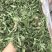 甜叶菊【包邮】三斤起发货可批量可零售量大从优
