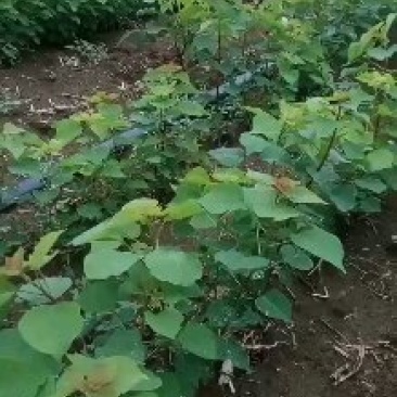 乌桕树苗