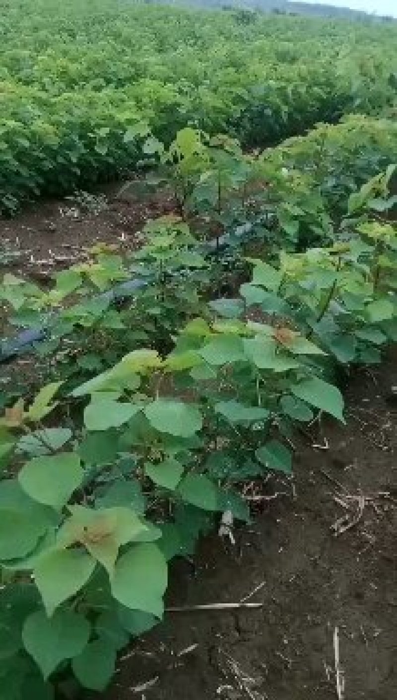 乌桕树苗