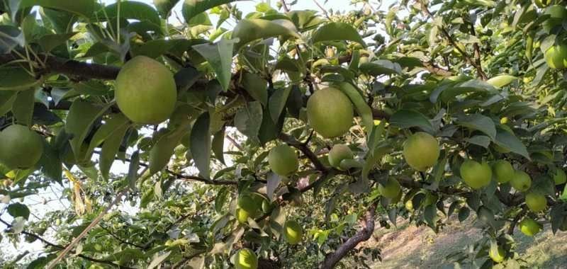 玉露香梨大量有货产地直供价格，果面干净口感好价格便宜