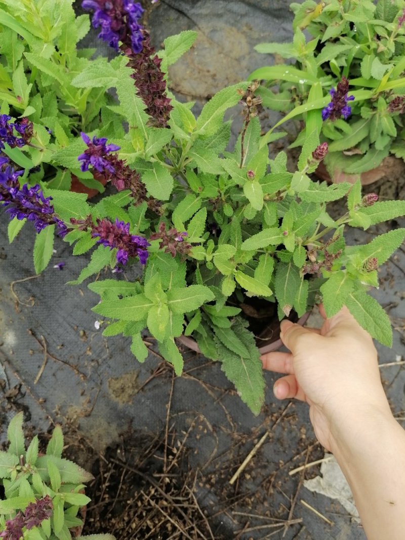 出售精品鼠尾草，双色杯鼠尾草杯苗